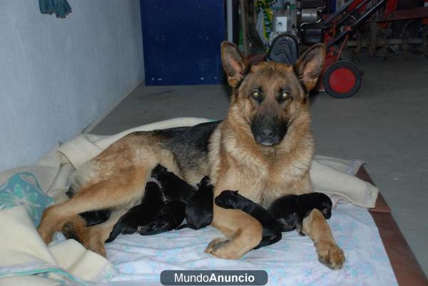 cachorros pastor aleman