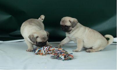 FORMIDABLES CACHORROS DE CARLINO AL MEJOR PRECIO