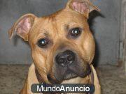 PITBULL TERRIER MACHO BUSCA NOVIA