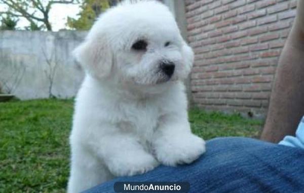 Regalo Bichon Frise cachorros con pedigri de la FCA de exposicion