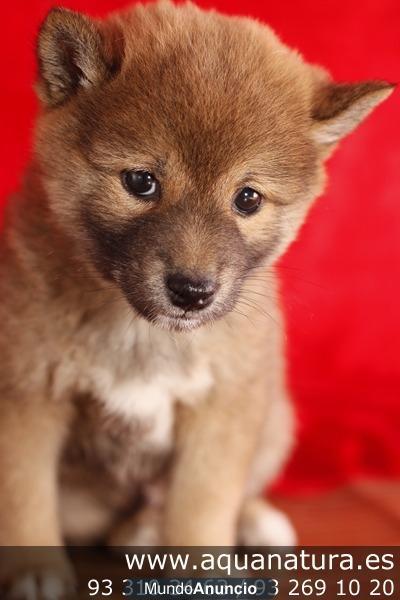 _SHIBA INU - CACHORROS -  GARANTÍA AQUANATURA  - TIENDA EN BARCELONA – VENTA – CRIADERO Camada preciosa de ShibaInu, dis