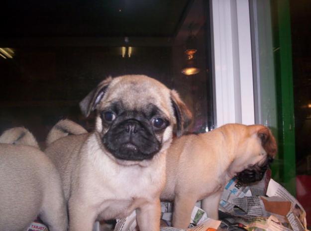 cachorros de carlino. Preciosos