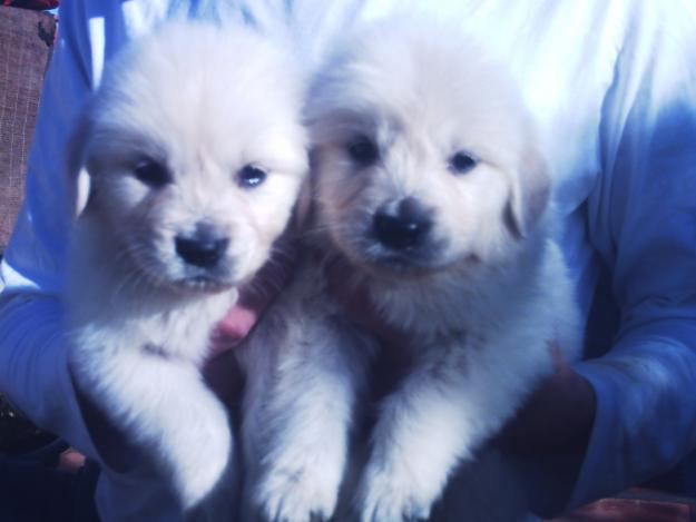 CACHORROS DE GOLDEN RETRIEVER GUAPOS Y NOBLES