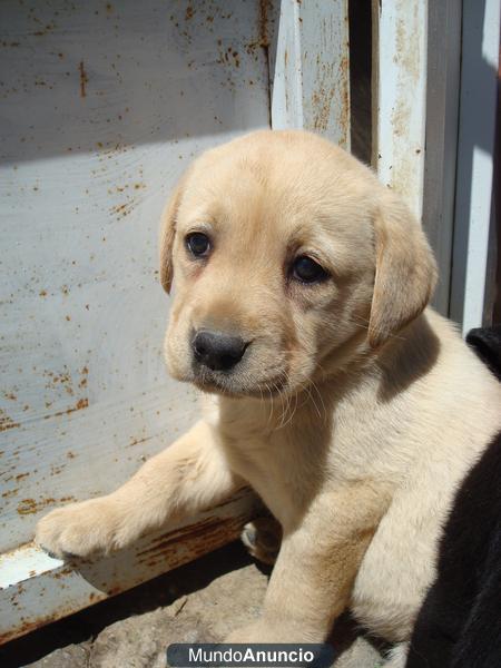 cachorros de labrador