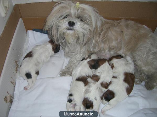 cachorros shih tzu