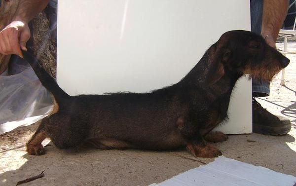 Cachorros Teckel Standar Pelo Duro Afijo 