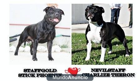 camada de stanffordshire bull terrier