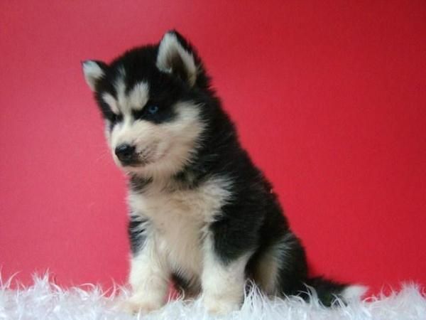 camadita de husky.cachorrines monisimos!