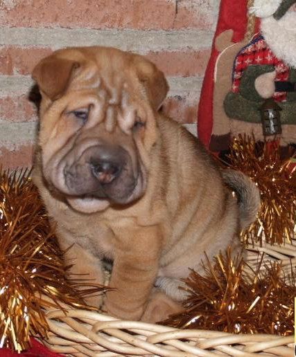 Estupendo Shar-pei, ¡El mejor precio