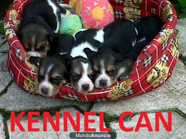 Excelentes cachorros de beagle