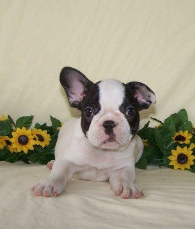 Fantasticos cachorritos de bulldog frances  150