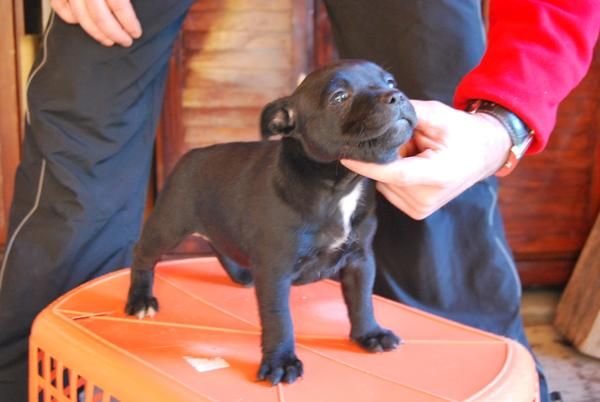 hembra de estaffordshire bull terrier