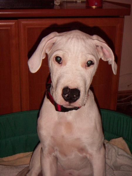 Vendo cachorra dogo argentino