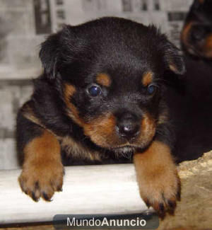 cachorros de rottweiler con pedigree,