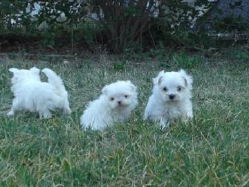 PARTICULAR, VENDO 3 CACHORRITOS BICHON MALTES, CON PEDIGRE OFICIAL RSCE-LOE (SUPER MINIS)