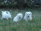 PARTICULAR, VENDO 3 CACHORRITOS BICHON MALTES, CON PEDIGRE OFICIAL RSCE-LOE (SUPER MINIS) - mejor precio | unprecio.es