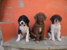 Regelamos tres guapos perritos - mejor precio | unprecio.es