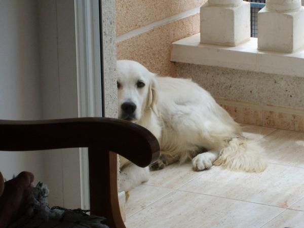 se vende cachorros golden retriever