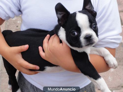 VENDO HERMOSOS BOSTON TERRIER