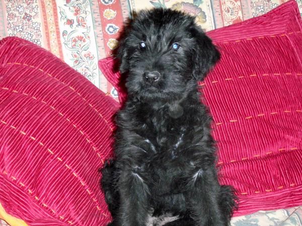 cachorritos schnauzer gigante