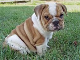 Cachorros Bulldog Ingles