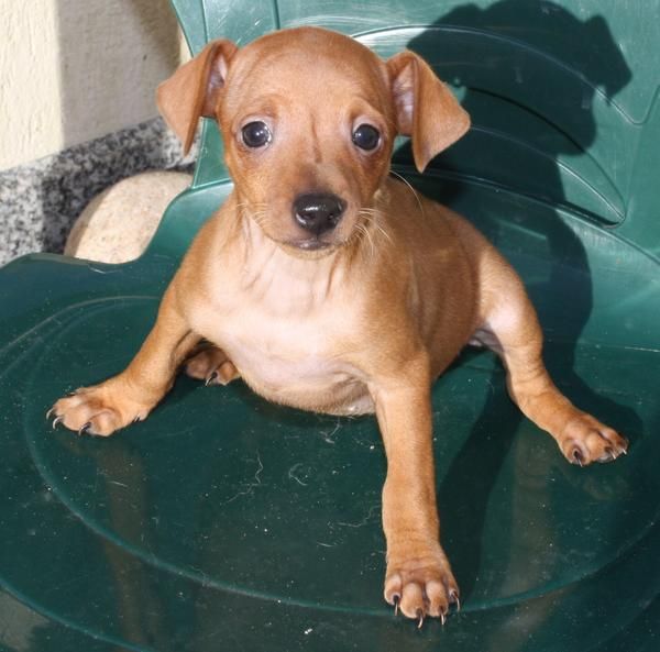 Cachorros de MINI PINSCHER con pedigree de la RSCE