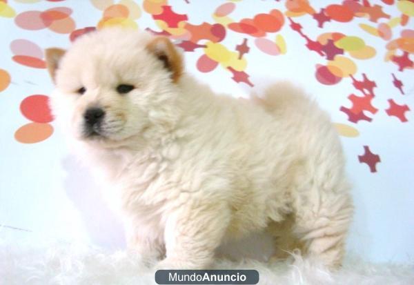 Chow Chow preciosos cachoritos con dos meses