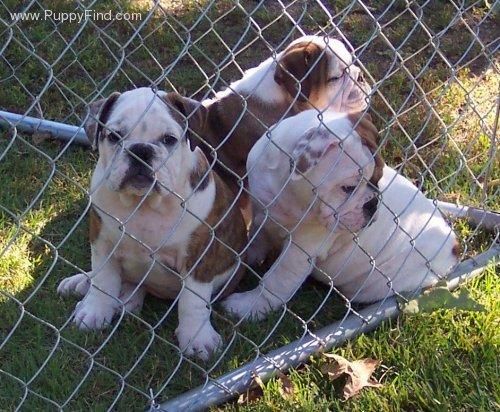 este cachorro maltés es día con las vacunas