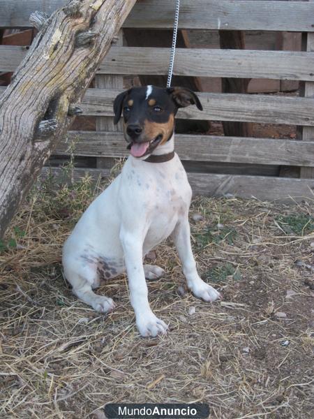 SE VENDE  BODEGUERO ANDALUZ