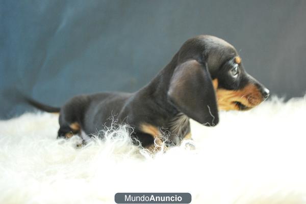 TECKEL MINIATURA CACHORROS DE RAZA Y CALIDAD