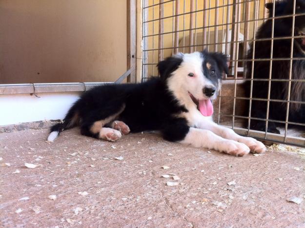 border collie