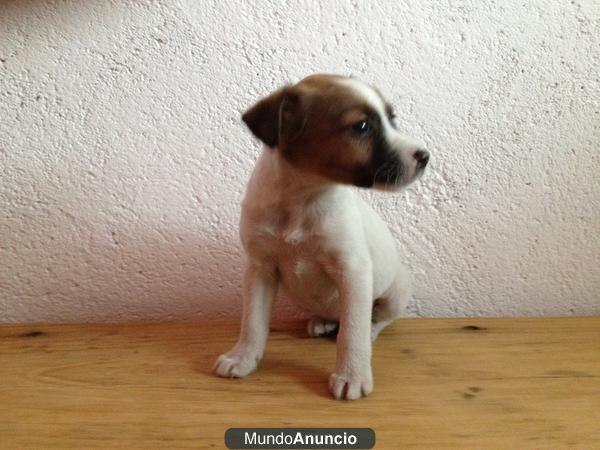 Camada de jack russell