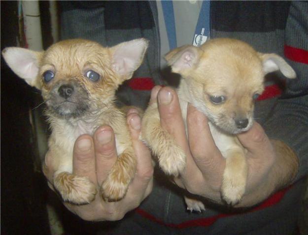 CHIHUAHUA, cachorros