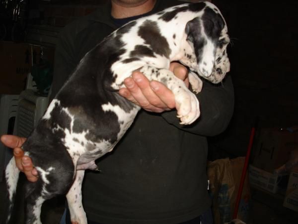 Excelentes cachorros de Dogos Alemanes