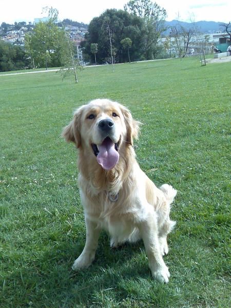 GOLDEN RETRIEVER para montas