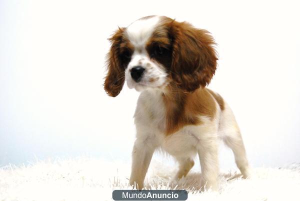 MAGNIFICOS CAVALIER DE CALIDAD CON PEDIGREE Y DOCUMENTACION