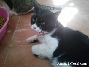 TITO, UN  gato bicolor con máscara peculiar en adopción