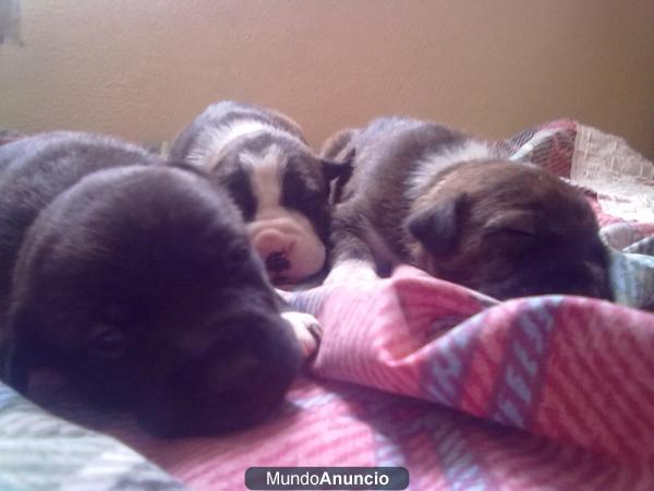 vendo cachorros de american stanfordshire