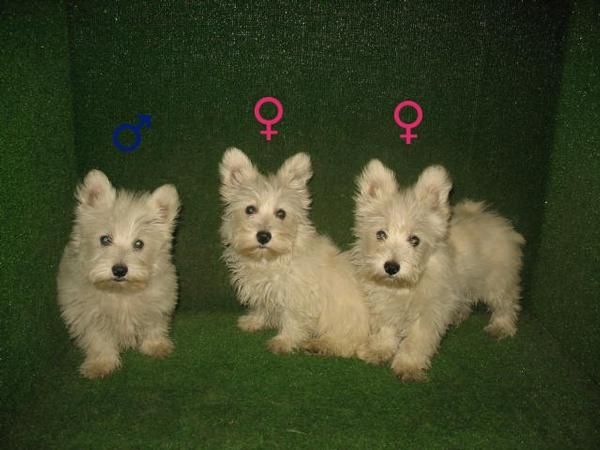 Westies preciosos a 250  en mascotasur - westy