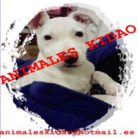 ANIMALESKIDAO- ADRIANA- TODOS LOS SERVICIOS PARA USTED Y SU MASCOTA