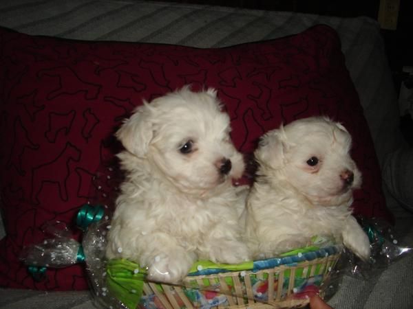 BICHON MALTES: Preciosa camada en venta!