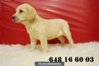 cachorritos de labrador -- cachorros de golden - mejor precio | unprecio.es