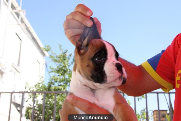 CACHORROS BOXER DE EXPOSICION