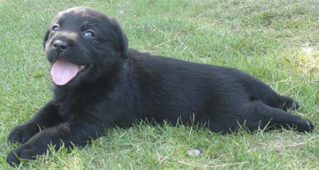 Cachorros de labrador negros baratos.