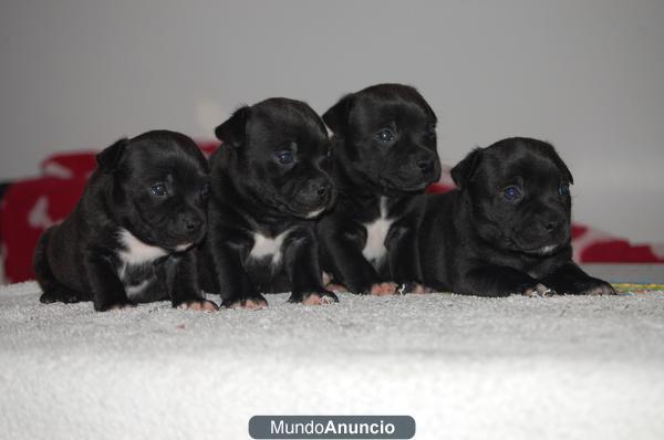 Camada de Staffordshire Bull Terrier