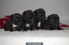 Camada de Staffordshire Bull Terrier - mejor precio | unprecio.es