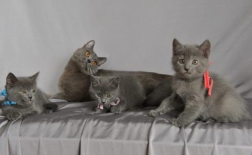 Chartreux gatitos