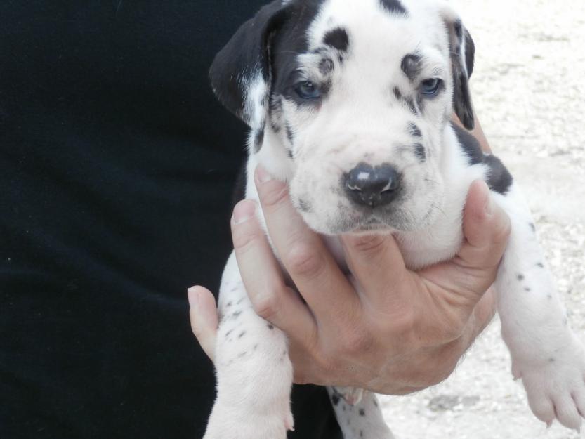 Dogo aleman, cachorros