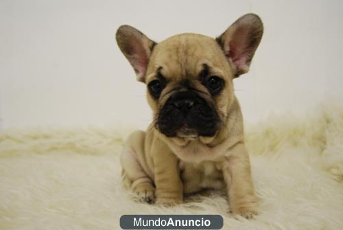 Bulldog frances¡¡ echalos un vistazo en www.doogs.es