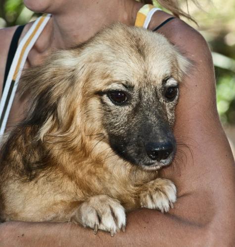 pibo, precioso pomerania en adopción             !